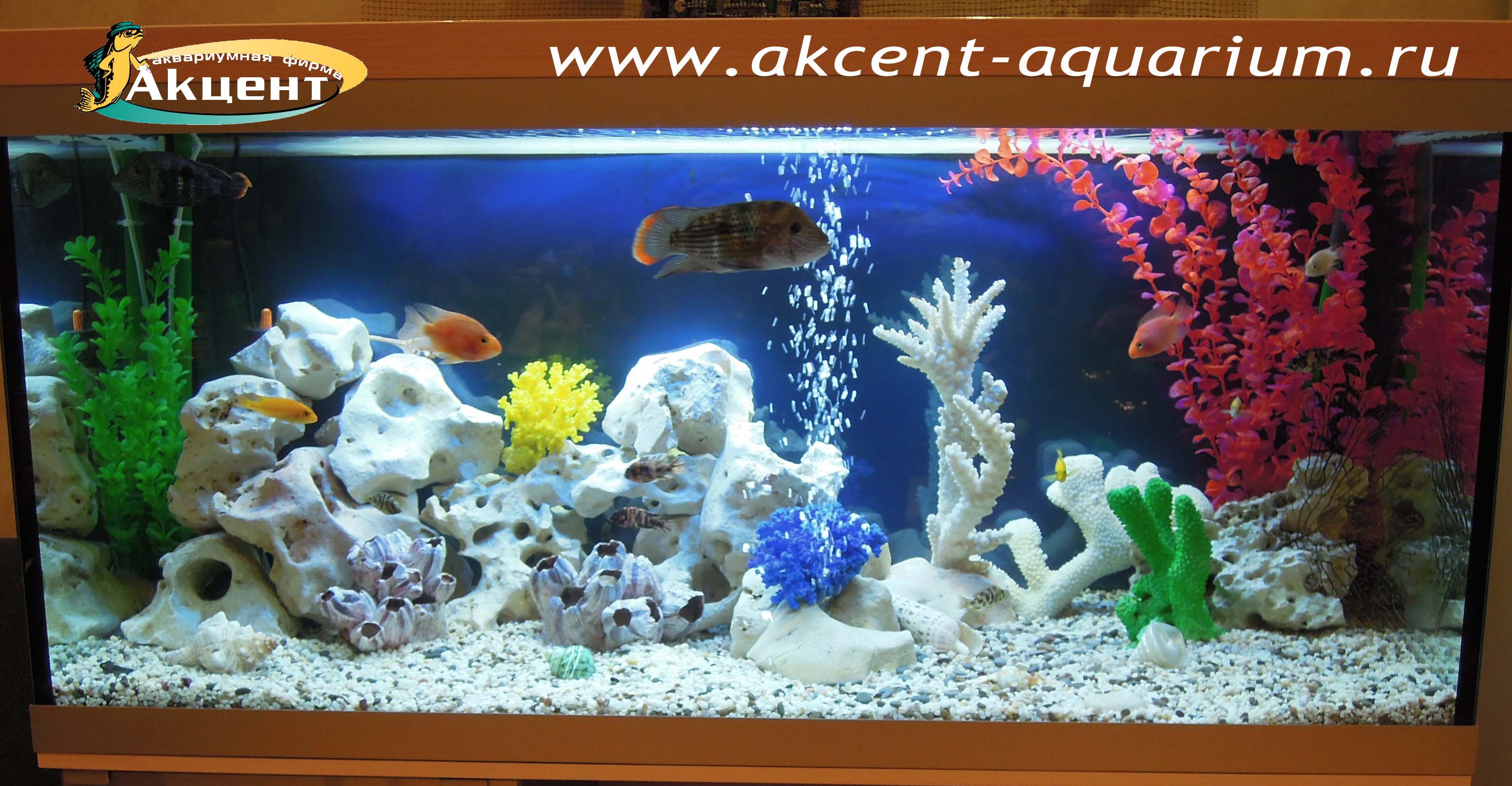 Акцент-аквариум, аквариум 250 литров, псевдоморе, бирюзовая акара, попугай, африканские цихлиды